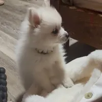 Little Tex, a male Pomeranian for sale in Pflugerville, TX – 2 of 8