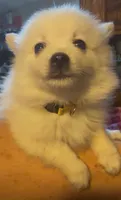 Little Tex, a male Pomeranian for sale in Pflugerville, TX – 3 of 8