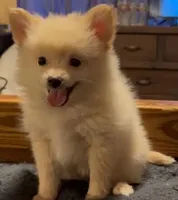 Ranger, a male Pomeranian for sale in Pflugerville, TX – 2 of 7