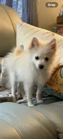 Little Tex, a male Pomeranian for sale in Pflugerville, TX – 1 of 10