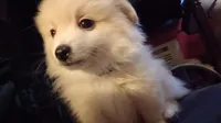 Buster, a male Pomeranian for sale in Pflugerville, TX – 3 of 7