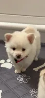 Sugar, a female Pomeranian for sale in Austin, TX – 2 of 3