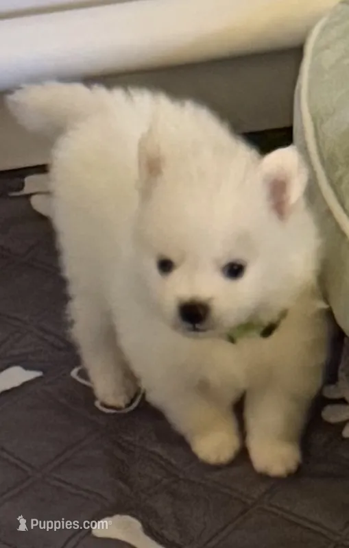 Rango – Pomeranian puppy for sale in Austin, TX