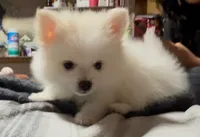 Rango, a male Pomeranian for sale in Pflugerville, TX – 2 of 7