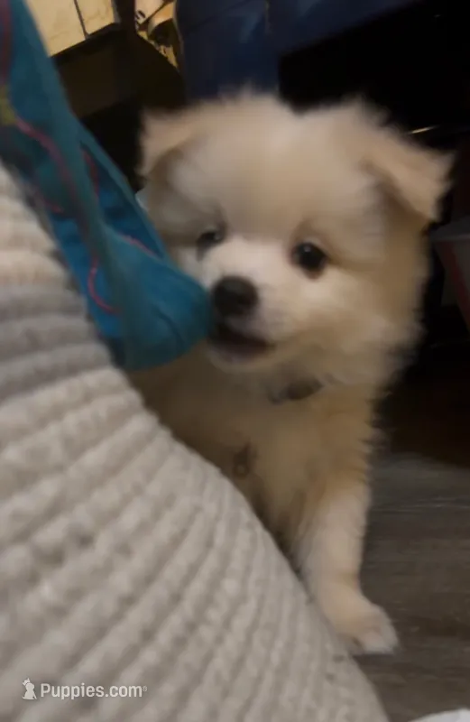 Buster – Pomeranian puppy for sale in Austin, TX