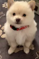 Ranger, a male Pomeranian for sale in Austin, TX – 2 of 3