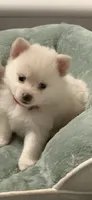 Sugar, a female Pomeranian for sale in Austin, TX – 3 of 3