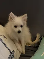 Little Tex, a male Pomeranian for sale in Pflugerville, TX – 2 of 10