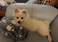 Buster, a male Pomeranian for sale in Pflugerville, TX – 2 of 9