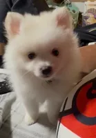 Rango, a male Pomeranian for sale in Pflugerville, TX – 3 of 7