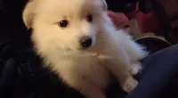 Buster, a male Pomeranian for sale in Pflugerville, TX – 4 of 7