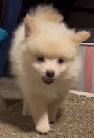 Ranger, a male Pomeranian for sale in Pflugerville, TX – 3 of 7