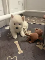 Little Tex, a male Pomeranian for sale in Austin, TX – 3 of 4