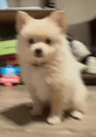 Ranger, a male Pomeranian for sale in Pflugerville, TX – 4 of 7
