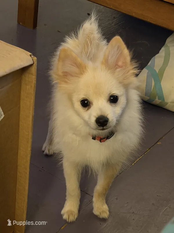 Ranger – Pomeranian puppy for sale in Pflugerville, TX