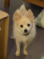 Ranger, a male Pomeranian for sale in Pflugerville, TX – 1 of 9