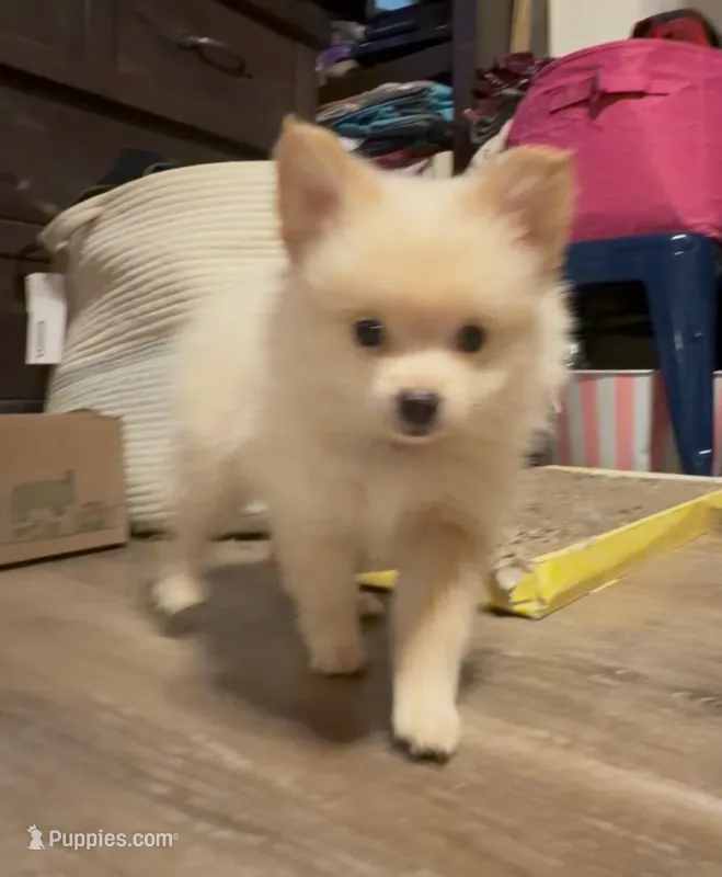 Ranger – Pomeranian puppy for sale in Austin, TX