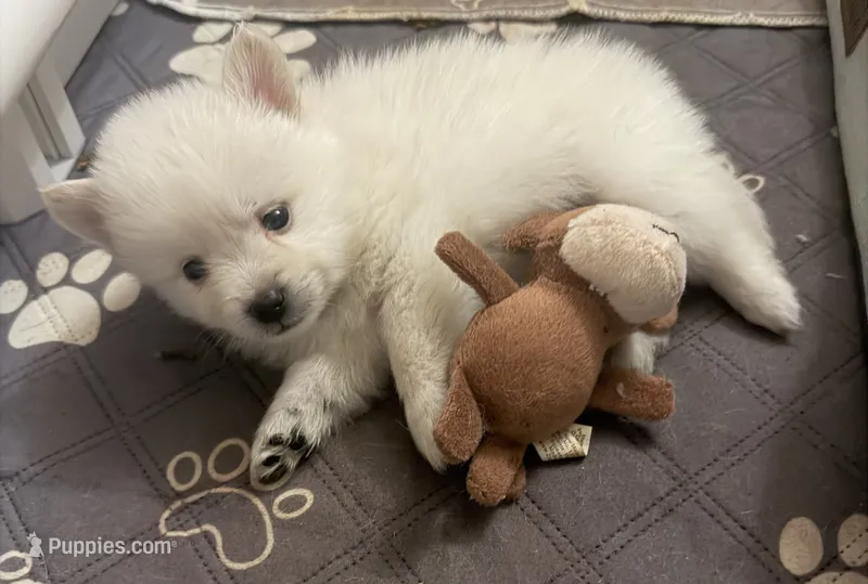 Little Tex – Pomeranian puppy for sale in Austin, TX
