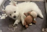 Little Tex, a male Pomeranian for sale in Austin, TX – 1 of 4