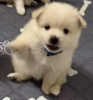 Buster, a male Pomeranian for sale in Austin, TX – 1 of 3