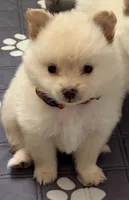 Ranger, a male Pomeranian for sale in Austin, TX – 3 of 3