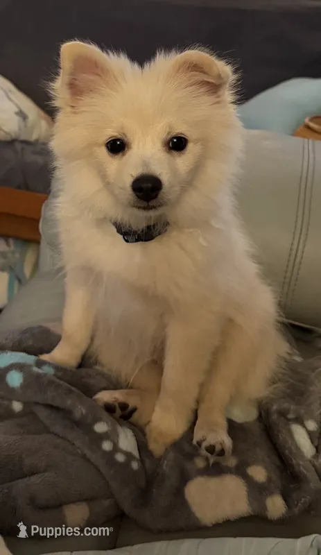 Buster – Pomeranian puppy for sale in Pflugerville, TX