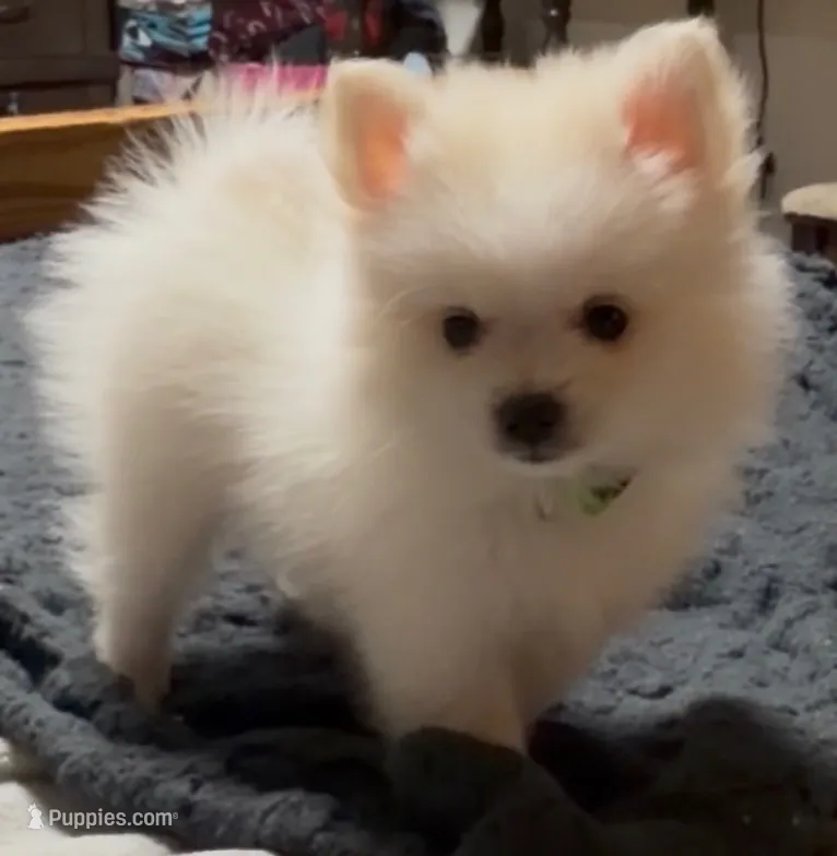 Rango – Pomeranian puppy for sale in Austin, TX