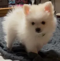 Rango, a male Pomeranian for sale in Pflugerville, TX – 1 of 7
