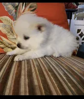 Little Tex, a male Pomeranian for sale in Austin, TX – 2 of 4