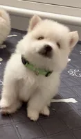 Rango, a male Pomeranian for sale in Austin, TX – 2 of 4