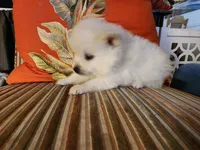 Rango, a male Pomeranian for sale in Austin, TX – 4 of 4