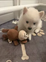 Little Tex, a male Pomeranian for sale in Austin, TX – 4 of 4