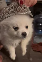 Sugar, a female Pomeranian for sale in Pflugerville, TX – 2 of 7
