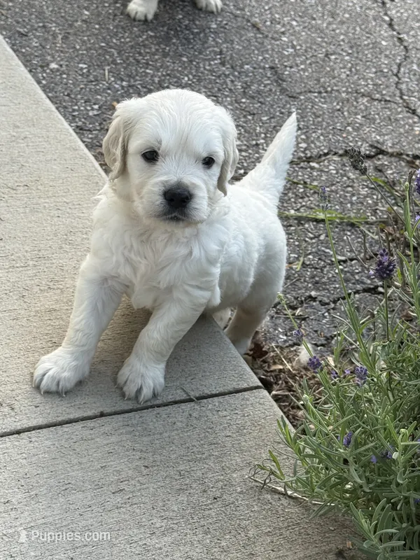 WILBUR – English Cream Golden Retriever puppy for sale in Elyria, OH