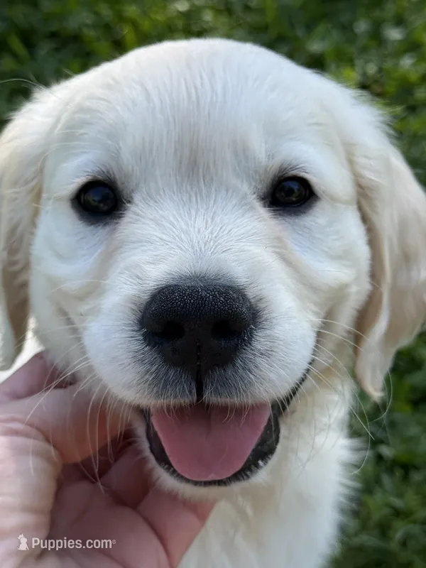 Freddy – English Cream Golden Retriever puppy for sale in Elyria, OH