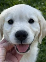 Freddy, a male English Cream Golden Retriever for sale in Elyria, OH – 1 of 2