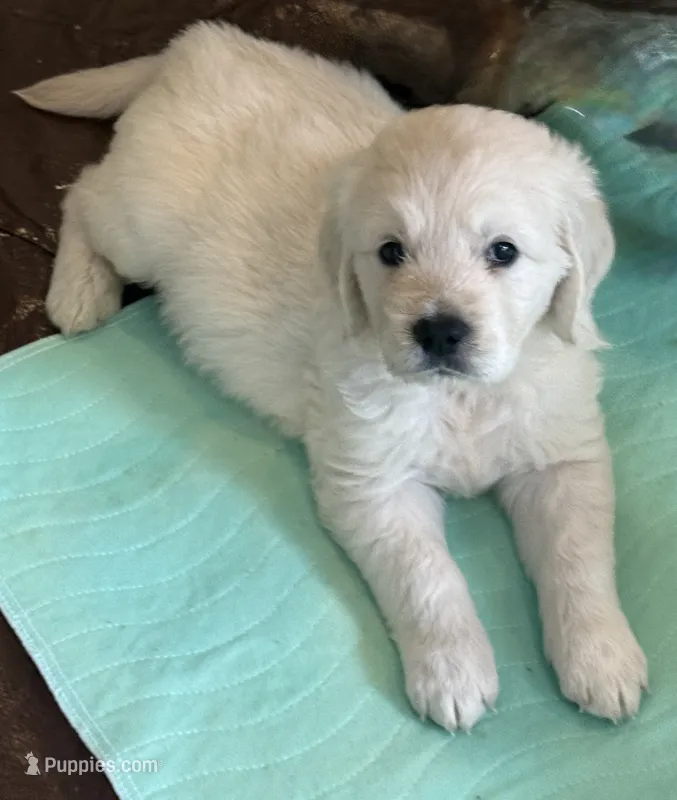 BLANE – English Cream Golden Retriever puppy for sale in Elyria, OH