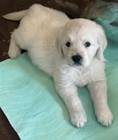 BLANE, a male English Cream Golden Retriever for sale in Elyria, OH – 1 of 1