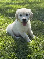 Freddy, a male English Cream Golden Retriever for sale in Elyria, OH – 2 of 2