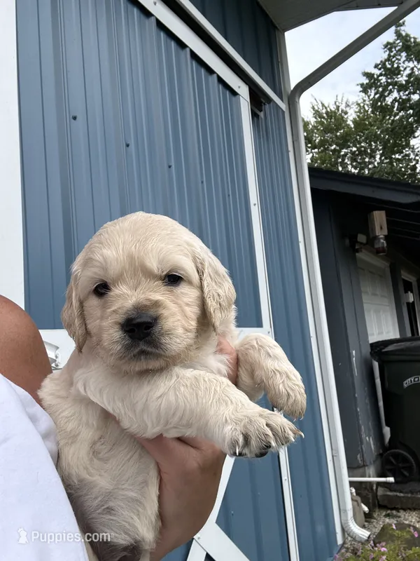 HENRY – English Cream Golden Retriever puppy for sale in Elyria, OH