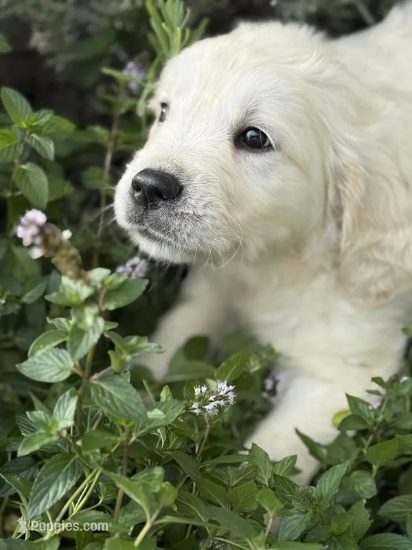 BLANE – English Cream Golden Retriever puppy for sale in Elyria, OH