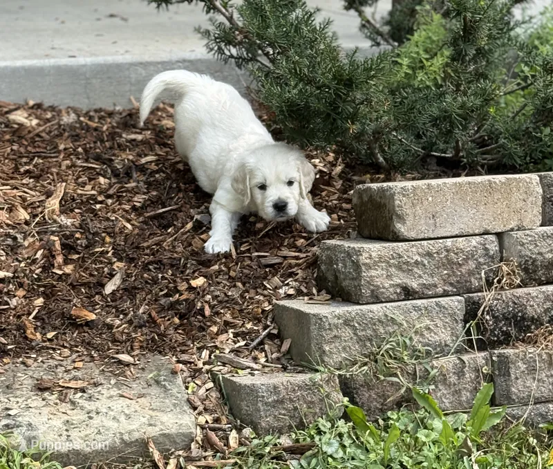 WILBUR – English Cream Golden Retriever puppy for sale in Elyria, OH