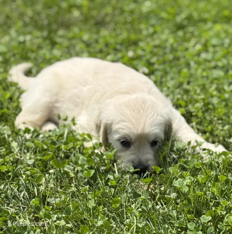 BLANE – English Cream Golden Retriever puppy for sale in Elyria, OH