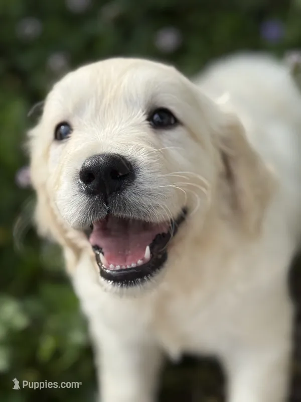 WILBUR – English Cream Golden Retriever puppy for sale in Elyria, OH