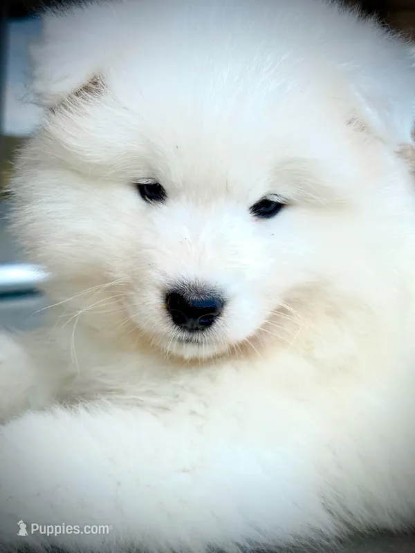 Taylor – Samoyed puppy for sale in Billings, MT
