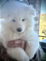 Willow (boy pup), a male Samoyed for sale in Billings, MT – 3 of 8