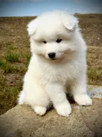 Taylor, a female Samoyed for sale in Billings, MT – 3 of 5