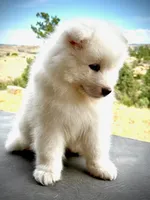 Travis, a male Samoyed for sale in Billings, MT – 3 of 6