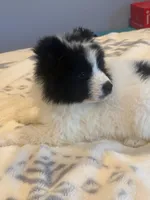 Bandit, a male Samoyed for sale in Billings, MT – Photo 1 of 5