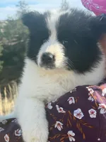 Bandit, a male Samoyed for sale in Billings, MT – Photo 2 of 5